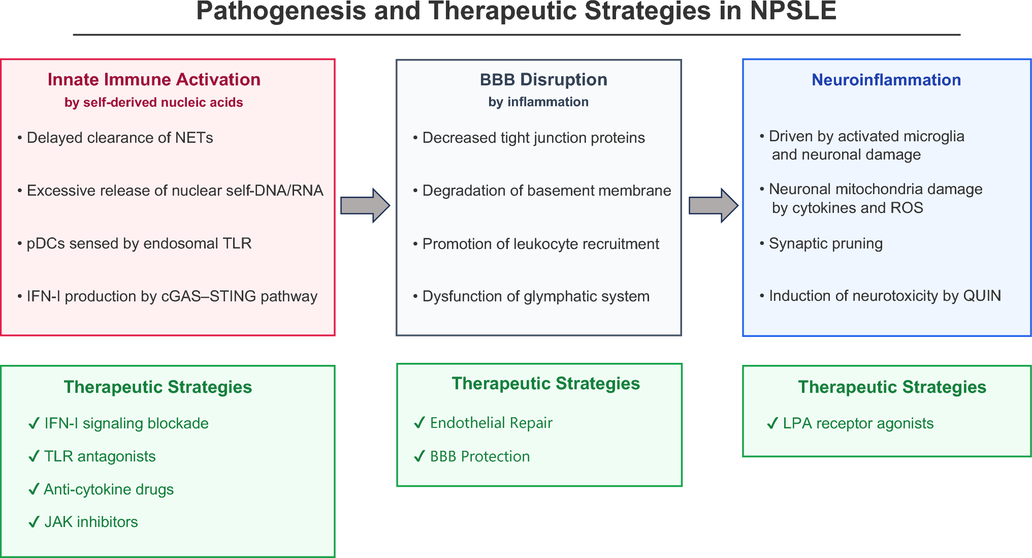 Pathogenesis and therapeutic strategies for neuropsychiatric lupus centered on innate immune activation
