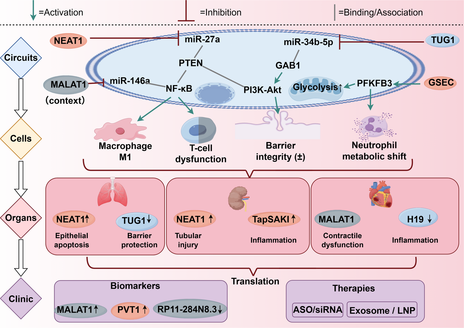 Neuroepigenetic regulation by long non-coding RNAs in sepsis-associated encephalopathy: cell-type programs and translational biomarkers