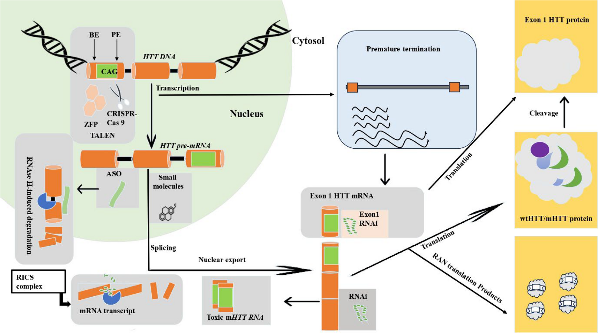 Gene therapy for huntington’s disease: advances, challenges, and future perspectives