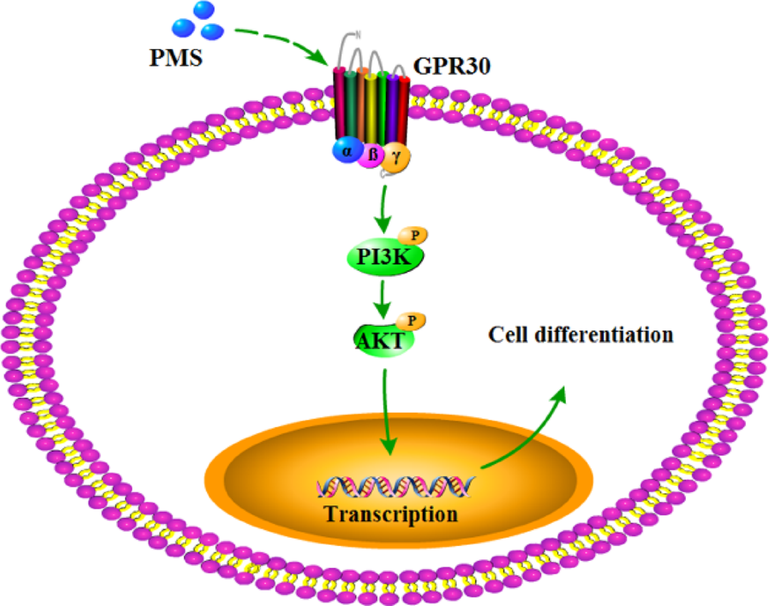 Integrated network pharmacology and pharmacological evaluation to elucidate the effect and mechanism of the novel combination PMS in treatment of osteoporosis