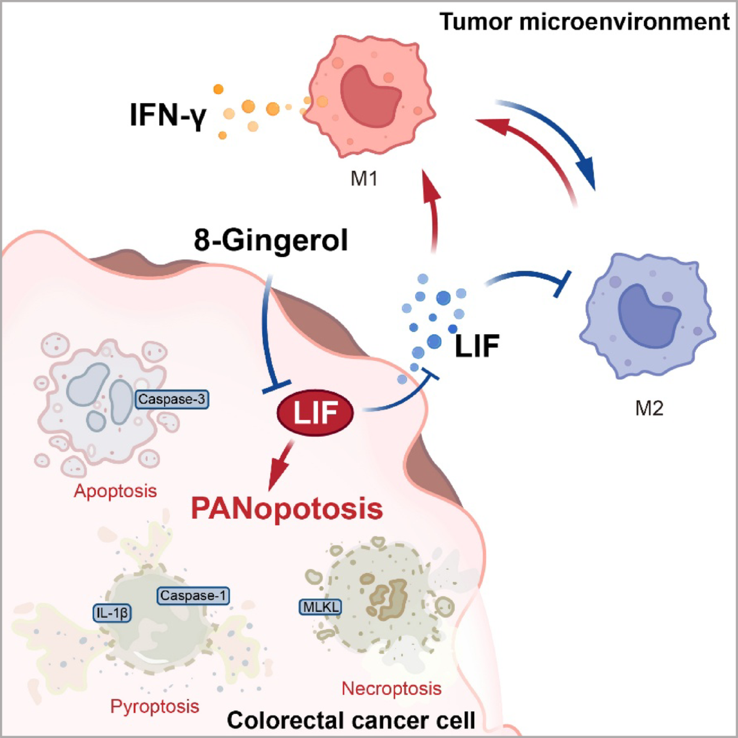 Suppression LIF with 8-Gingerol blockades colorectal cancer tumorigenesis by reversing M2-type macrophage polarization