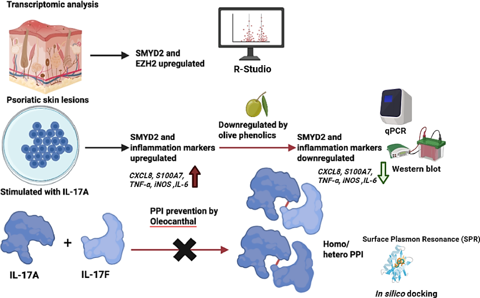 Olive () phenolics for the control of psoriasis via targeting SMYD2 and IL-17A protein–protein interaction networks