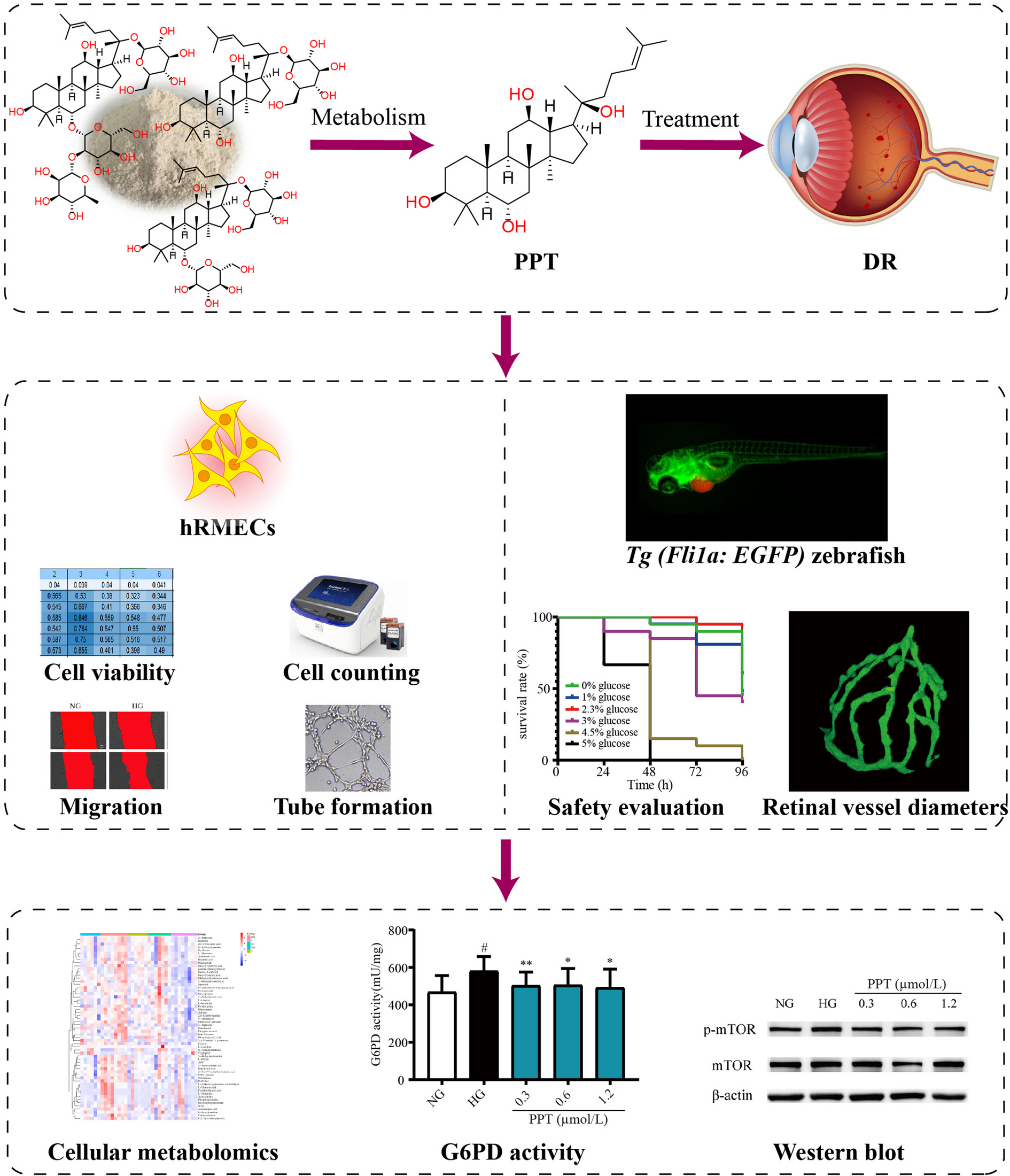 Protopanaxatriol ameliorates diabetic retinopathy by regulating mTOR/G6PD mediated pentose phosphate pathway