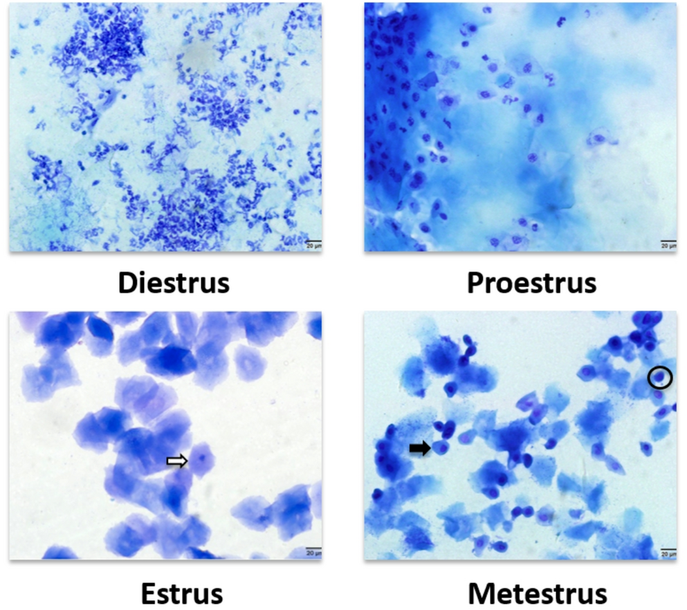 Interplay between miR-21 and mTOR signaling in an experimental mouse model of polycystic ovary syndrome