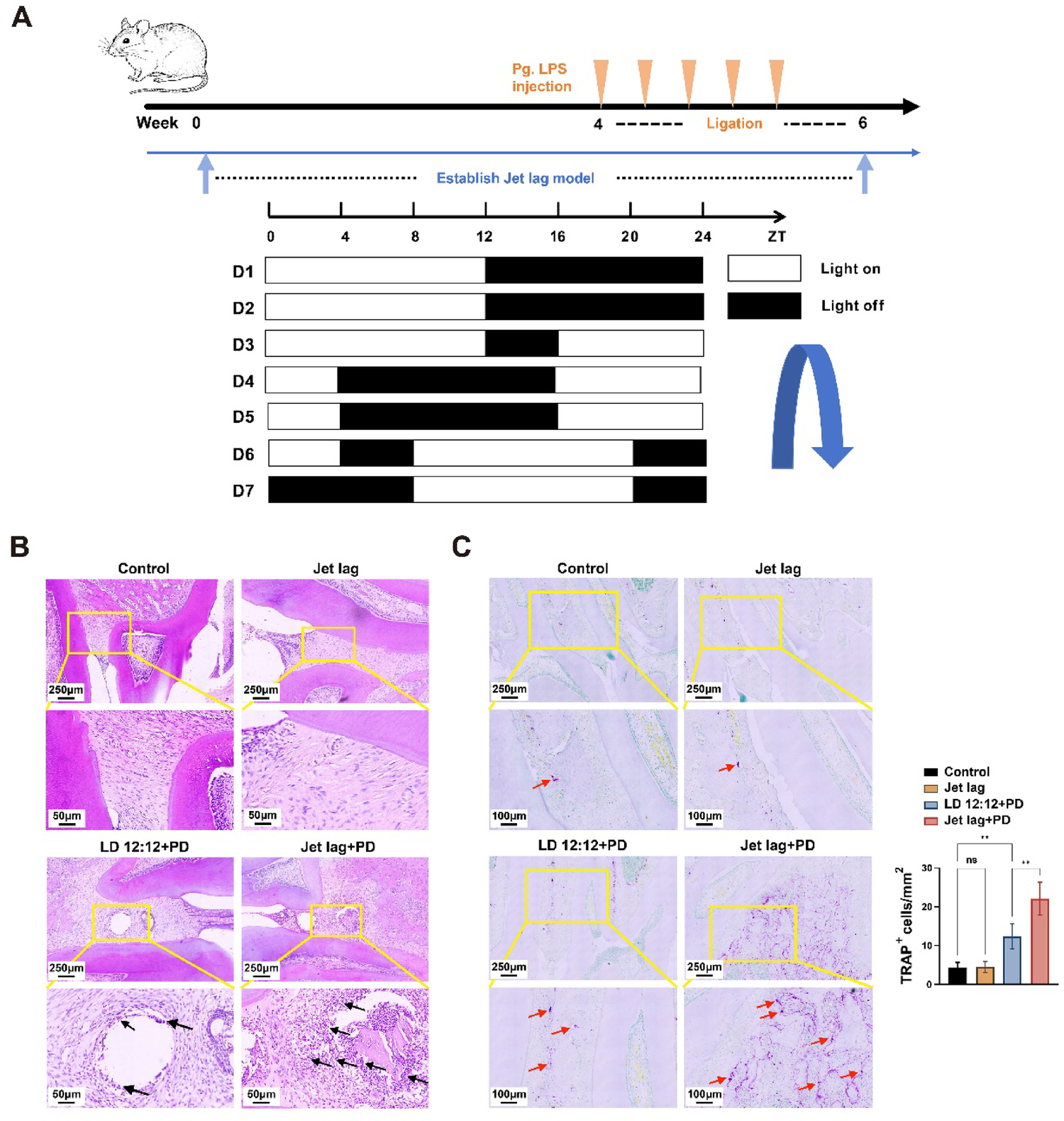 Circadian rhythm disruption affects cellular senescence through the BMAL1/CRY2/PER1 signaling pathway in periodontitis