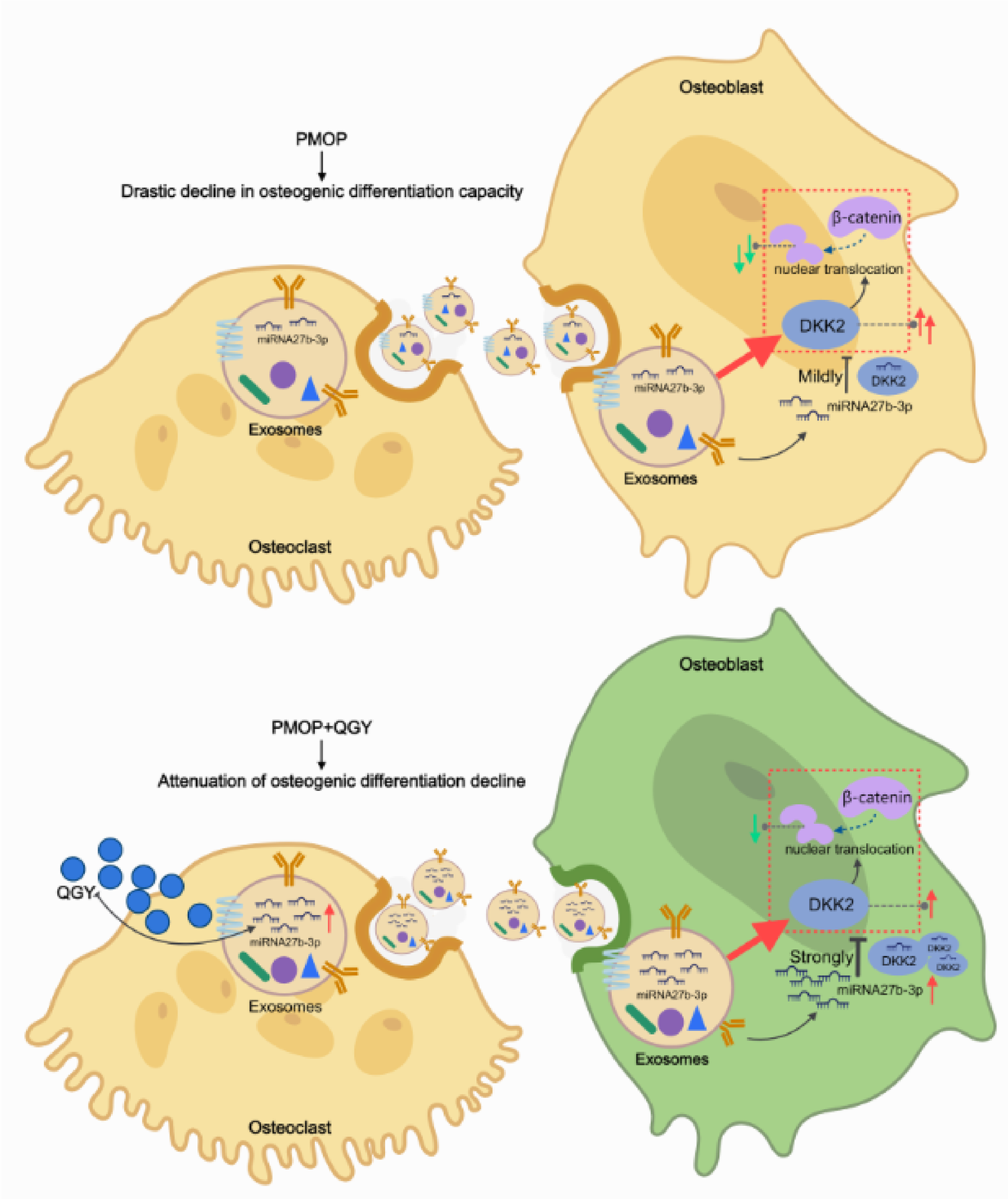 QiangGuYin-containing serum improves osteogenic differentiation via regulating osteoclast-derived exosomal miR-27b-3p