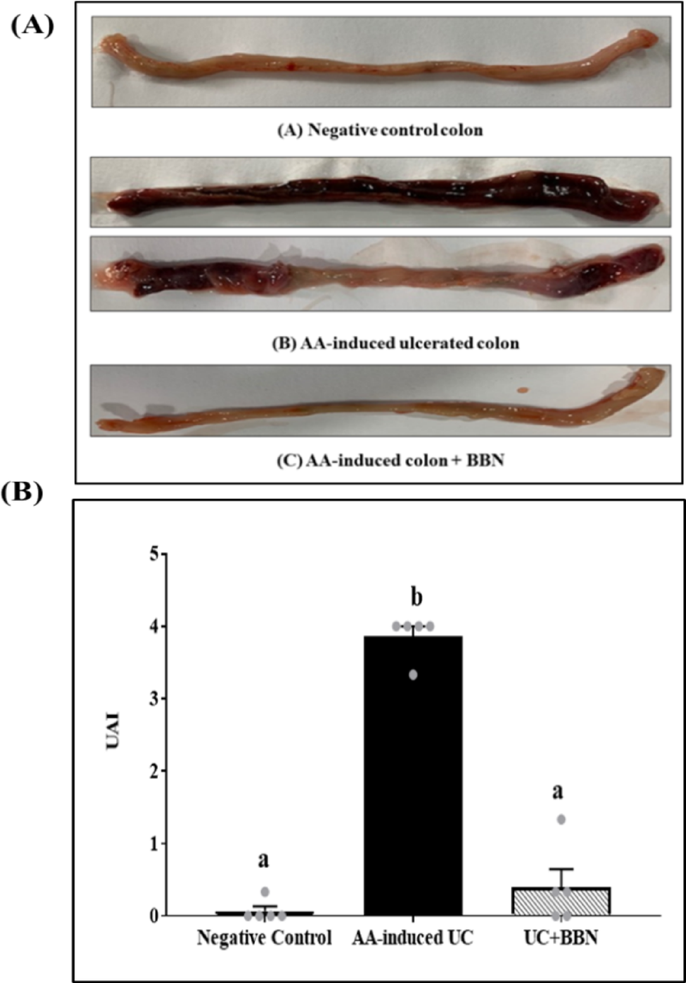 The anti-ulcerative potential of Berberine on the rat model of inflammatory bowel disease