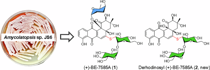 (+)-BE-7585A and its derhodinosyl derivative, two cytotoxic 2-thiosugar-containing angucyclines, derived from an actinomycete Amycolatopsis sp. JS6