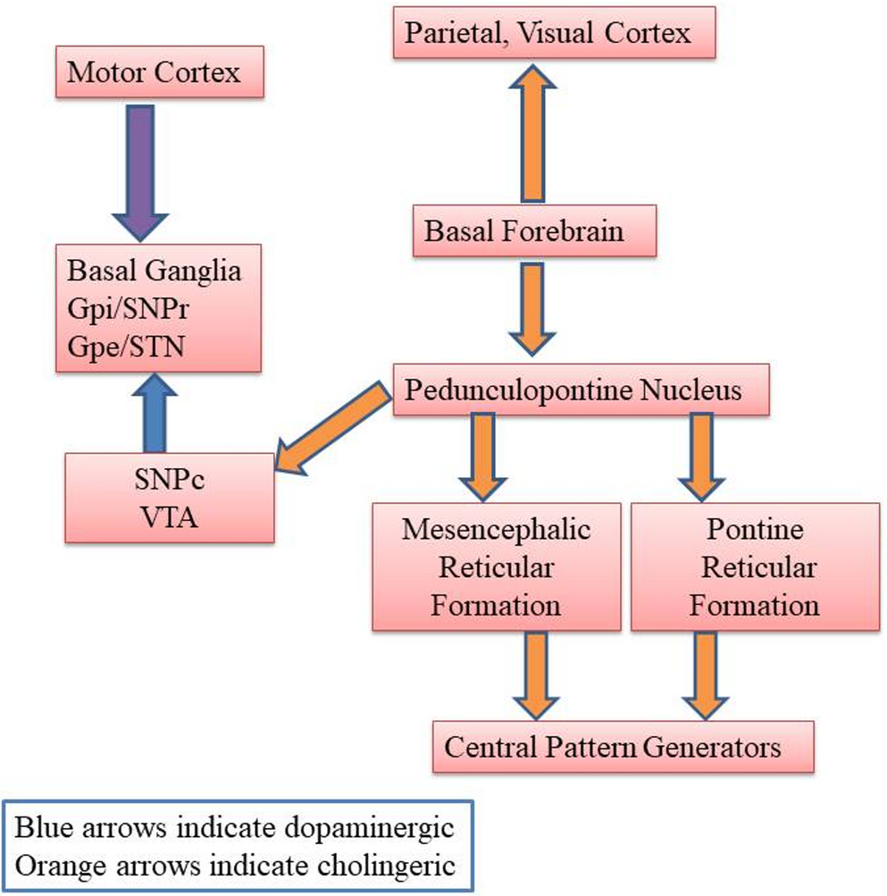 Is levodopa induced freezing of gait a paradox or an expected phenomenon?: a clinico-pathophysiological hypothesis