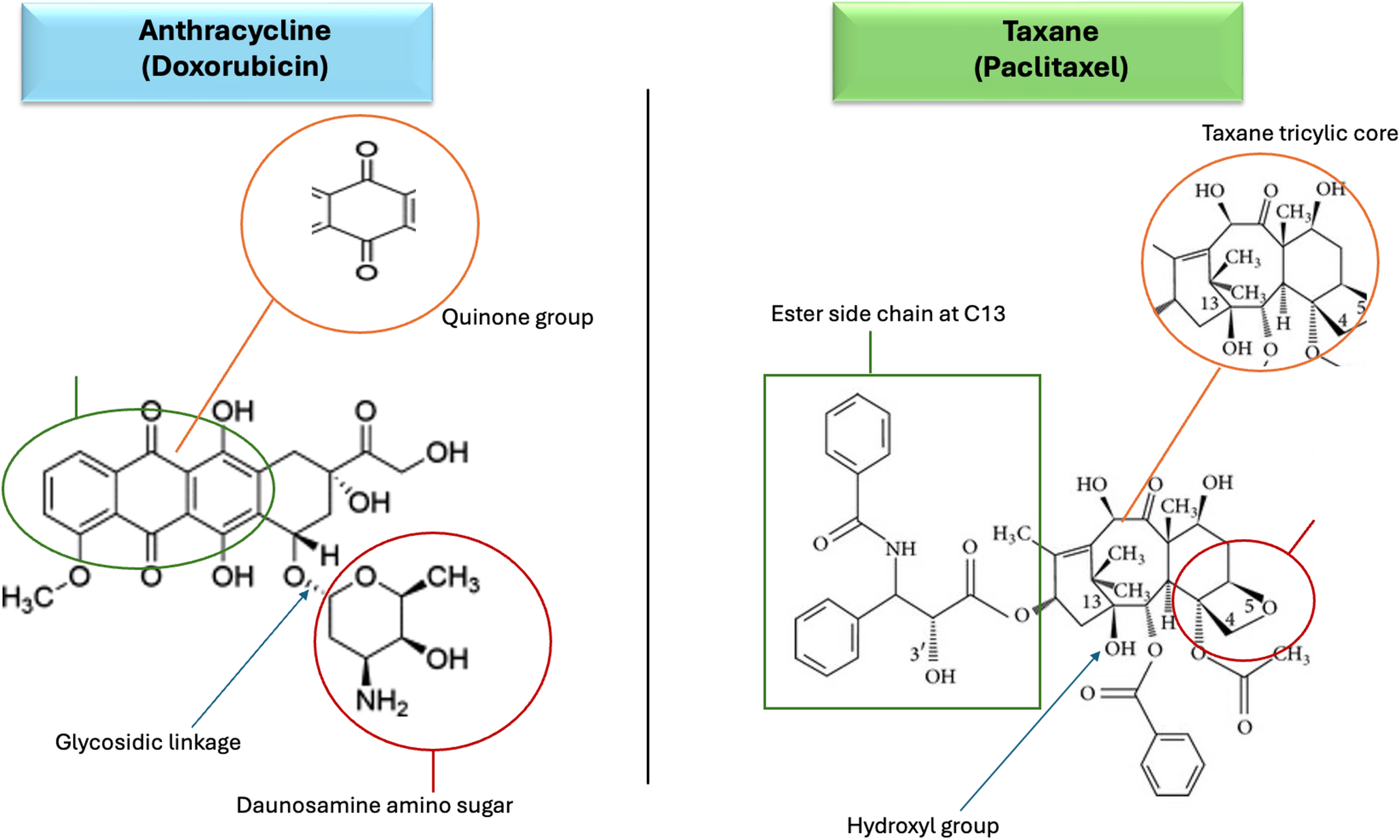 Rho/PAK signaling: a key driver of anthracycline and taxane resistance in breast cancer
