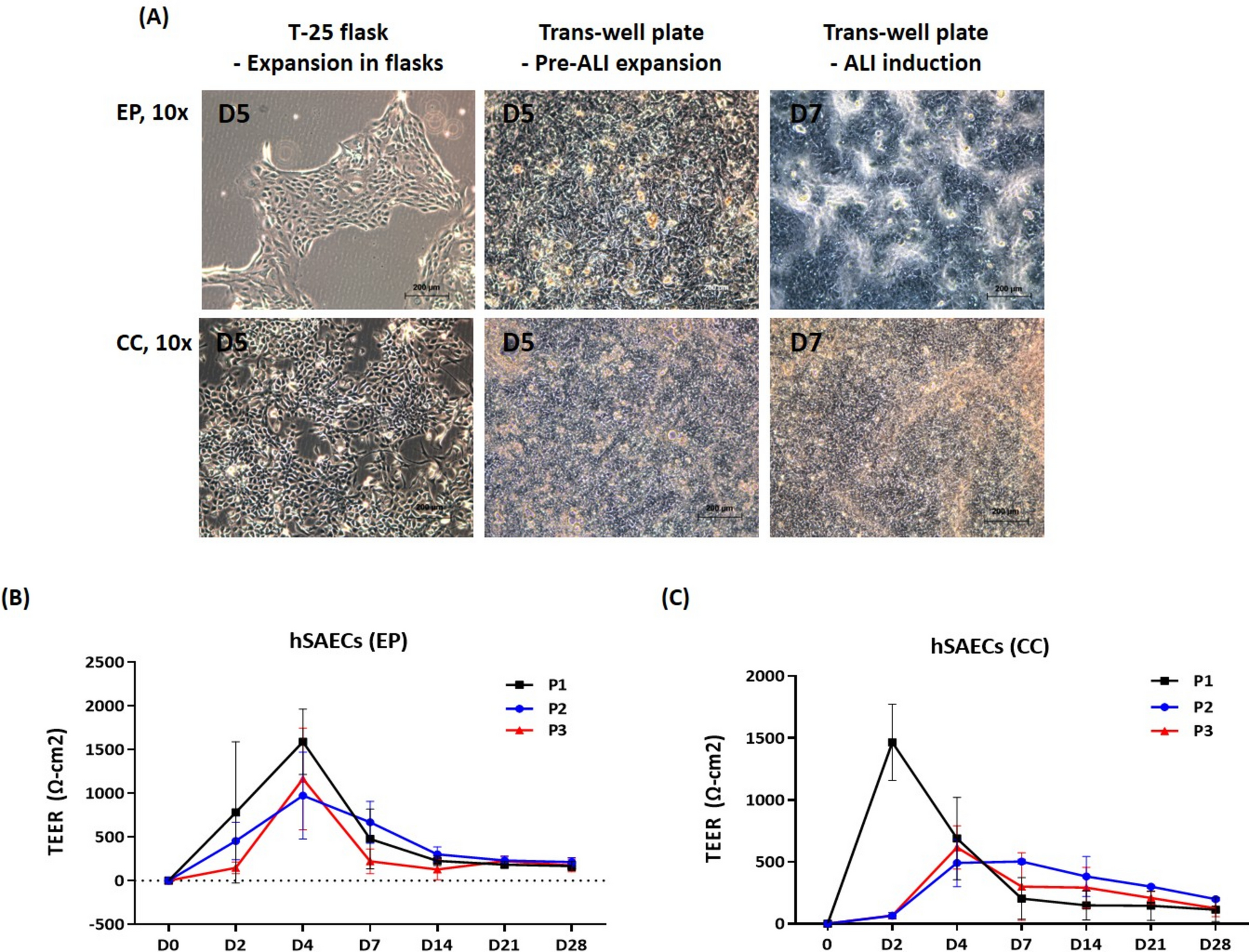 Establishment and characterization of air–liquid interface cultures of human small airway epithelial cells from two commercial sources