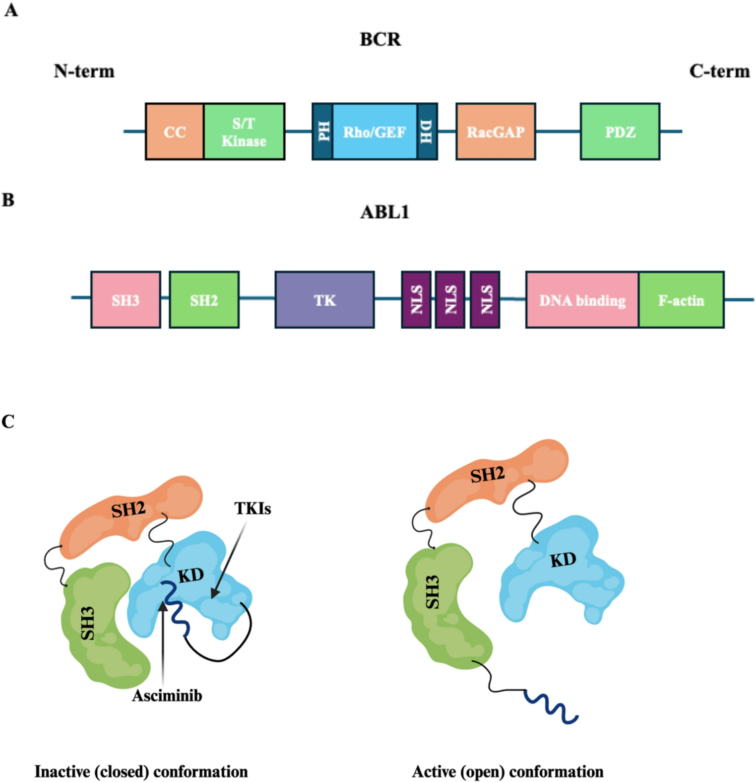 Targeting the BCR::ABL1 Kinase: Advances Beyond Imatinib in Chronic Myeloid Leukemia
