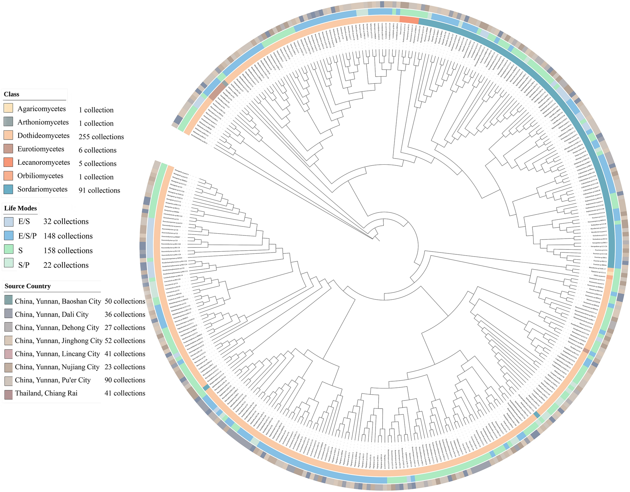 Taxonomy and systematics of micro-fungi associated with  in southern China and northern Thailand