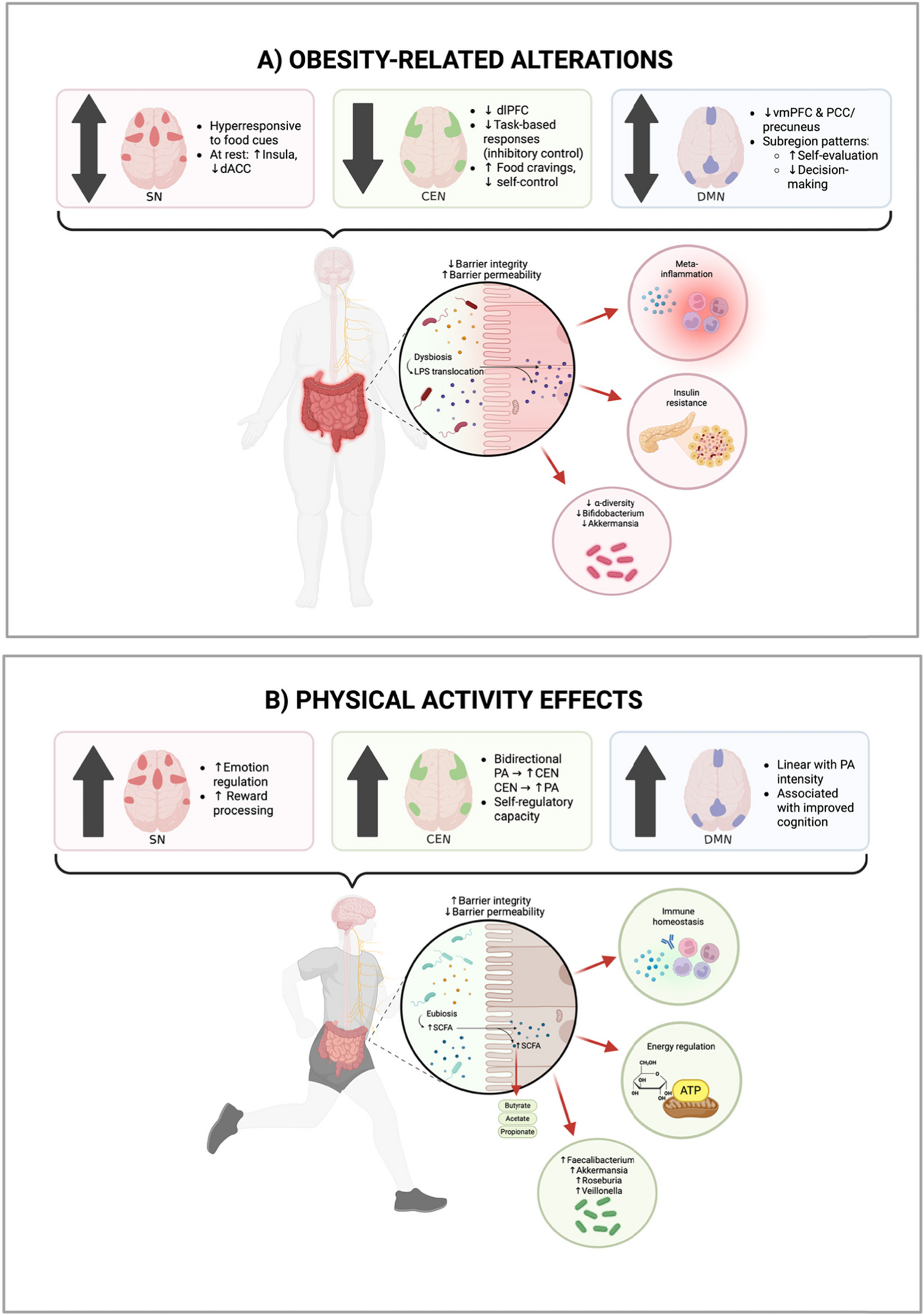 Interaction of physical activity and gut-brain axis: relevance for obesity