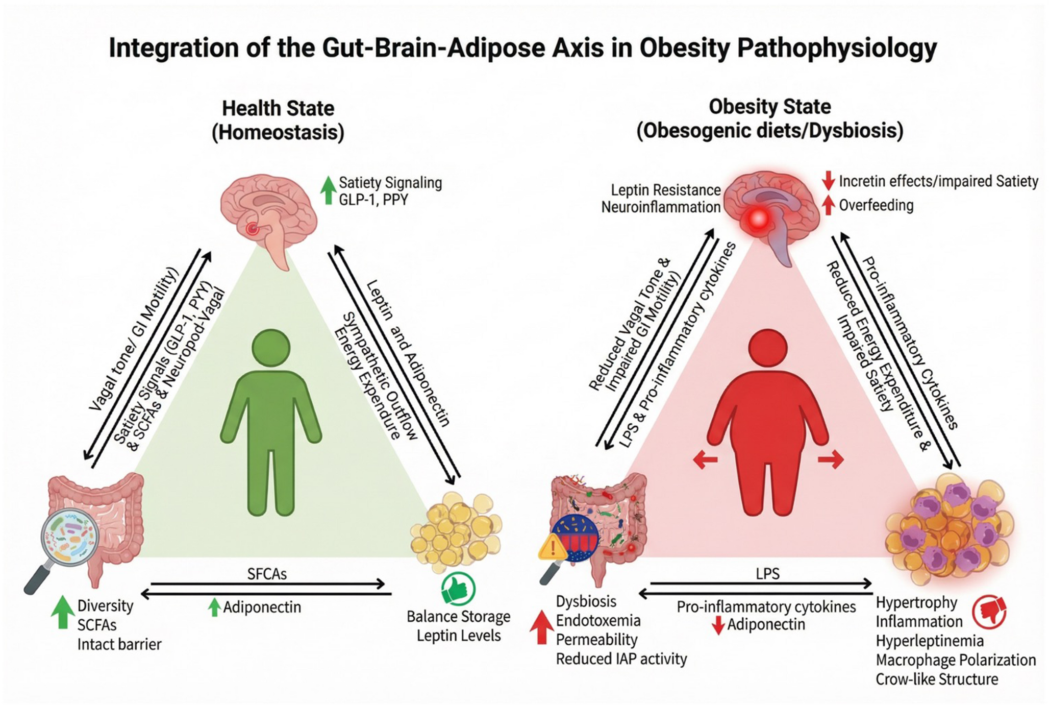 From diet to hypothalamic dysfunction: Neuroanatomical and hormonal integration of the microbiota-hypothalamus-adipose tissue axis