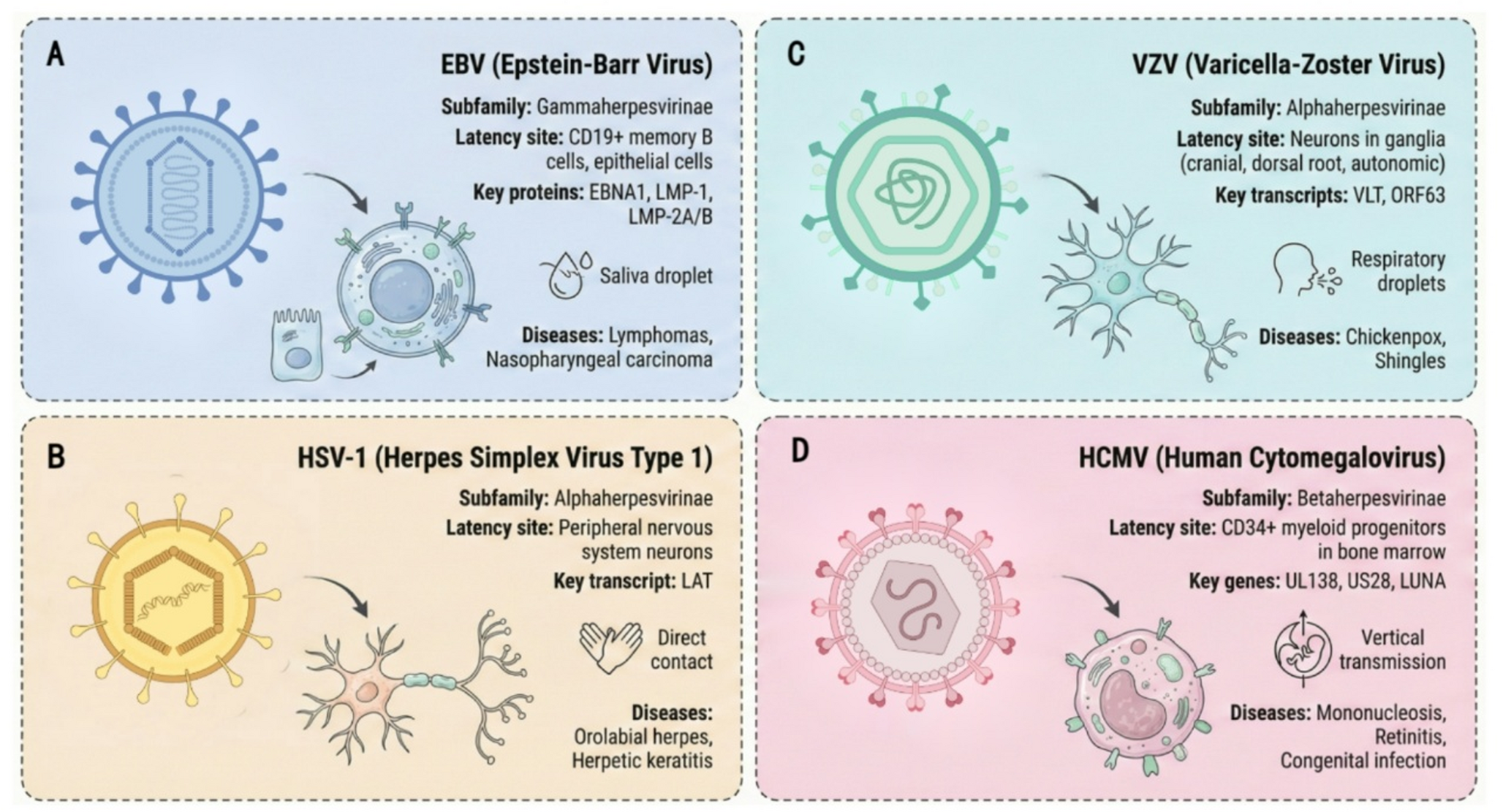 Reactivation and Management of Endogenous Latent Herpesviruses in the Spaceflight Environment