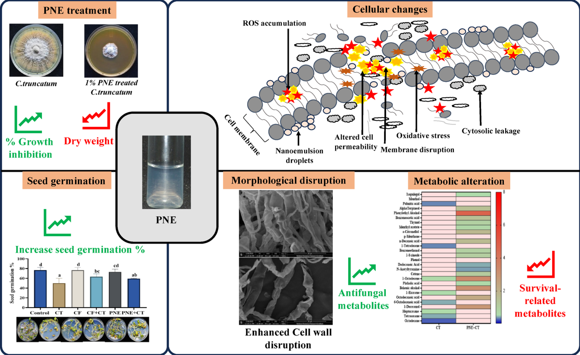 Disaggregation of  by Peppermint Oil Nanoemulsion during Anthracnose Disease in
