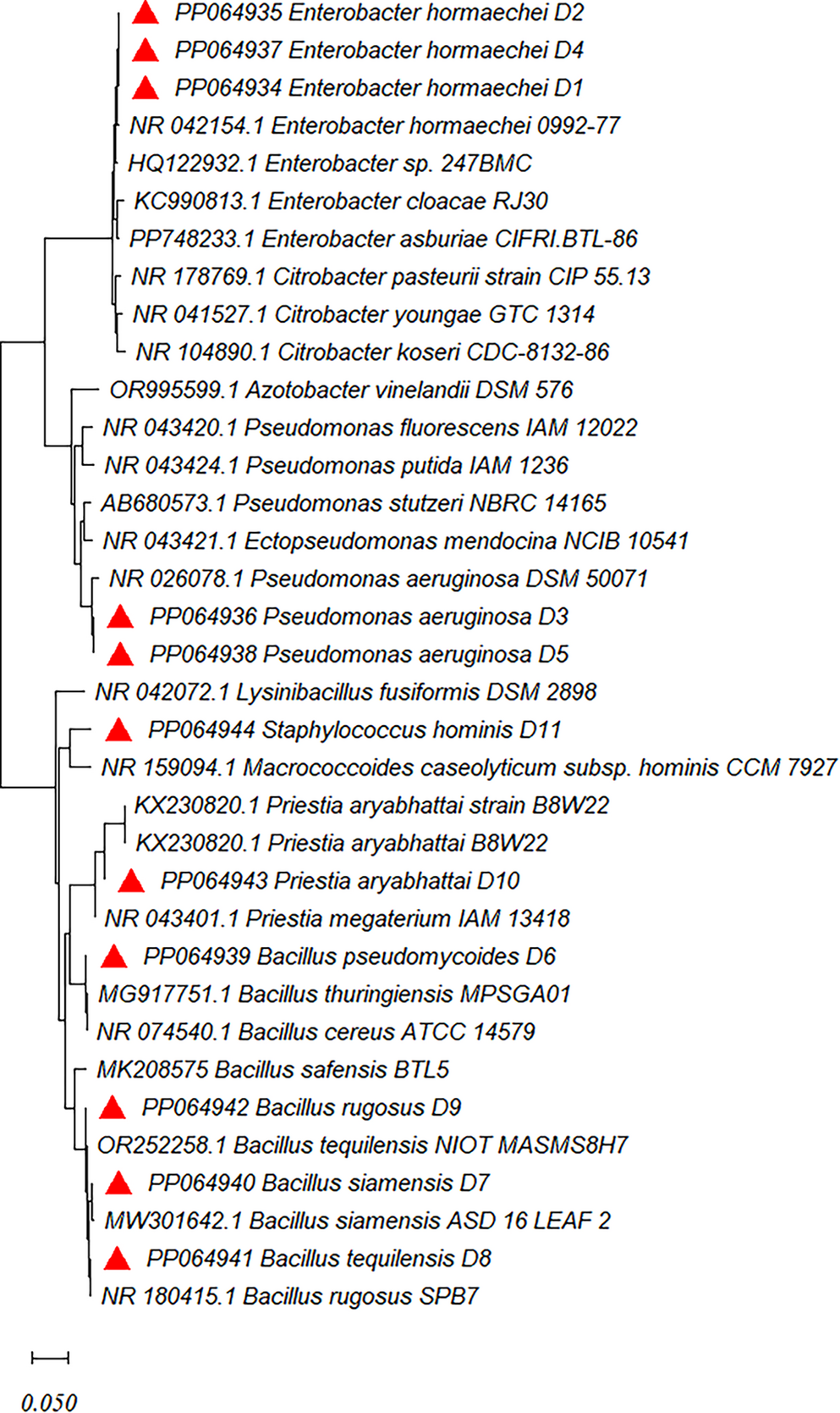 Synthesis of Diosgenin by  D3, an Endophyte of