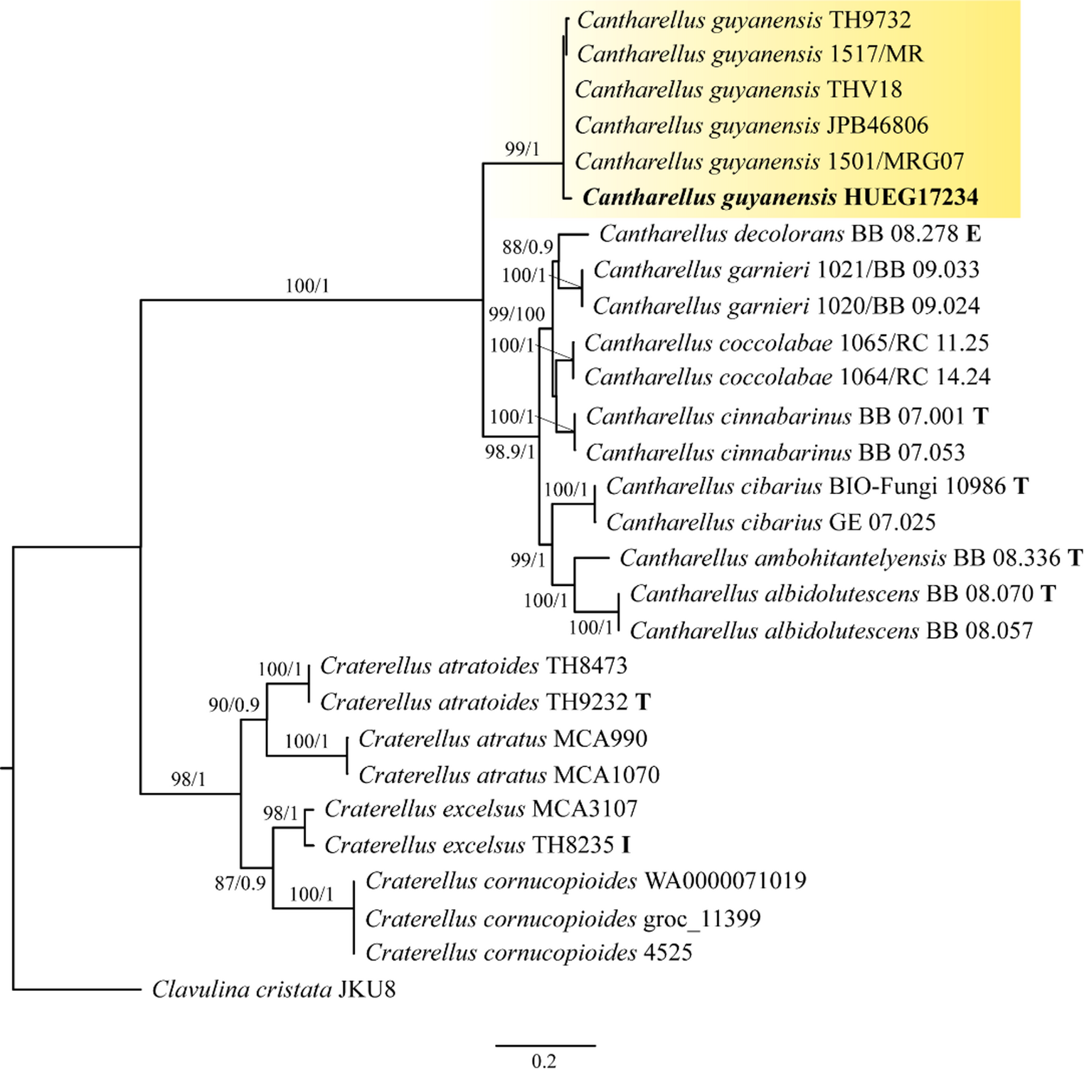 (Basidiomycota, Hydnaceae): A Gourmet Mushroom in the Brazilian Cerrado