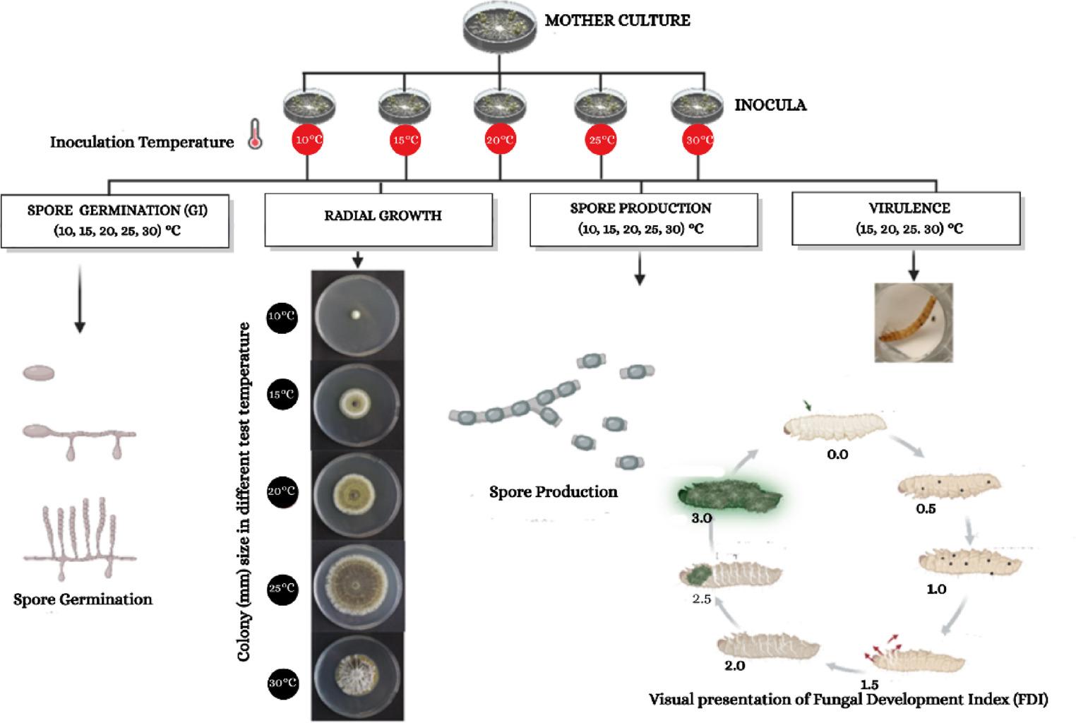 Impact of Production Temperature on  F52: Growth, Germination, and Virulence for Biocontrol