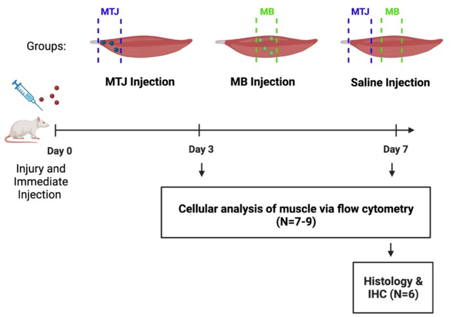 Regional SDF-1α Delivery to Injured Rotator Cuff Muscle Causes Localized Changes in Inflammatory Cell Response
