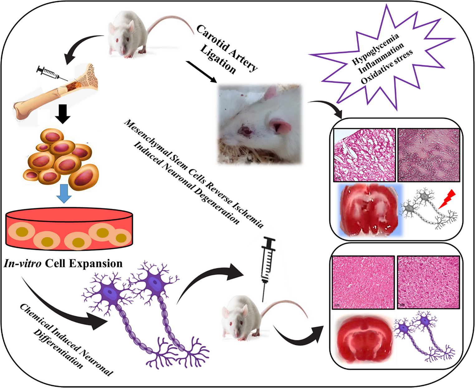 Bone Marrow Mesenchymal Stem Cell Preconditioning With Alpha Pinene Reverses Ischemia Induced Neuronal Degeneration in Rats