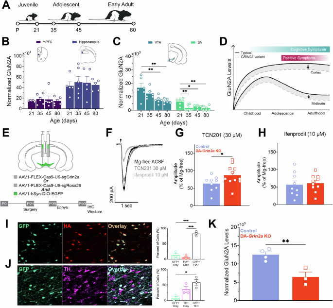 Grin2a knockout in adolescent dopamine neurons disrupts prediction error signaling and produces a phenotype relevant to schizophrenia
