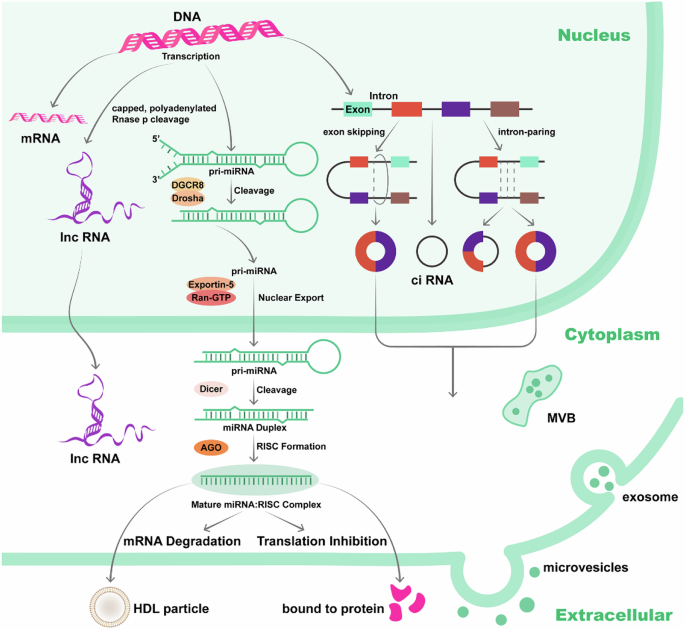 Revolutionizing MDD diagnosis: the integrated role of circRNAs and biosensor technology