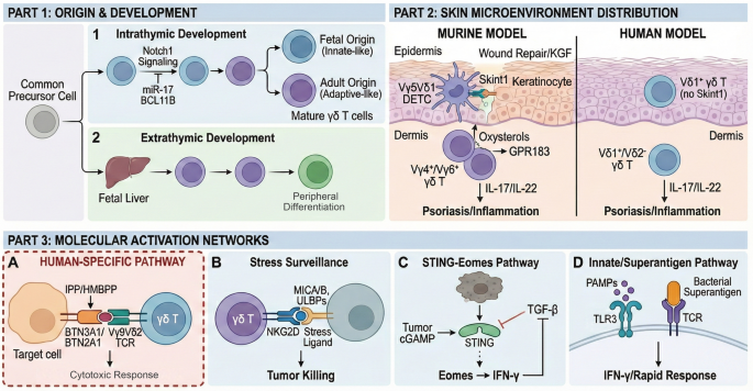 γδ T Cell-Mediated Neuroimmune Interactions in Skin Inflammation and Allergy