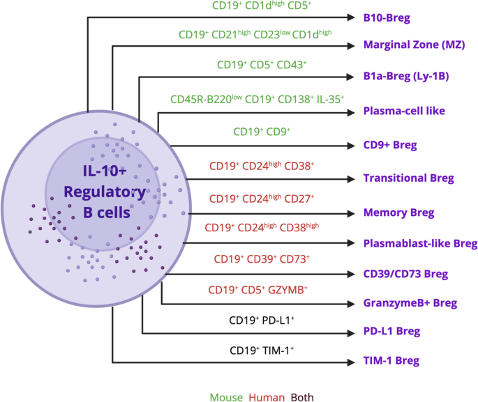 Regulatory B Cells at the Crossroads of Epigenetic Control and Immune Homeostasis