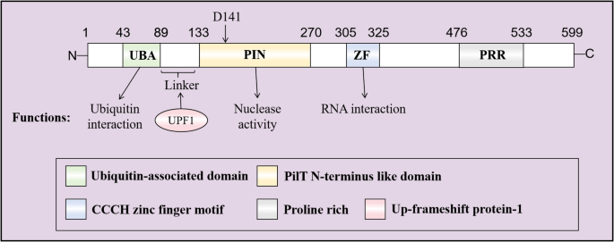 The Role of Regnase-1 in Autoimmune Diseases – A Future Therapeutic Target for Clinical Use
