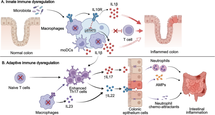 A Comprehensive Review of IL-10 and IL-10 Receptor Deficiencies: From Basic Science to Clinical Bedside