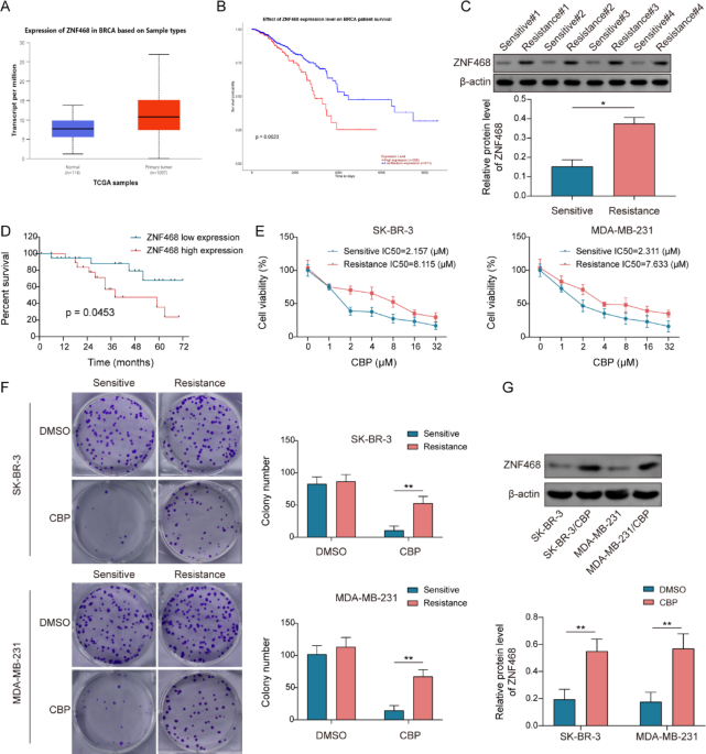 ZNF468 stabilization by RNF4 enhances apoptosis resistance and carboplatin resistance in breast cancer via transcription activation of XIAP