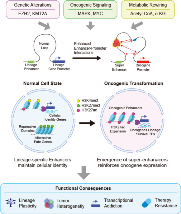 Histone mark remodeling in cancer: an enhancer-centered perspective