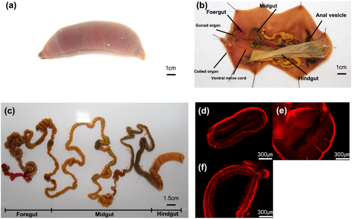 Transcriptomic analysis reveals functional compartmentalization of the digestive tract in