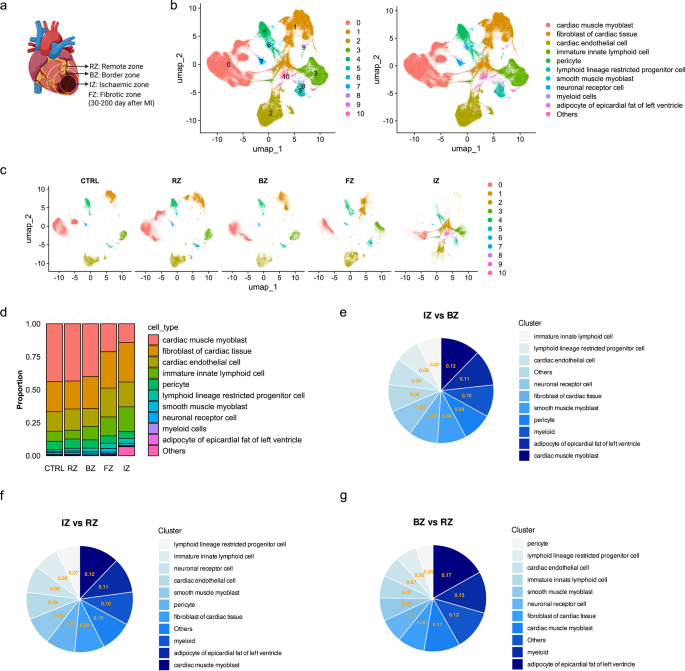 Single-cell transcriptomics and machine learning identify RNF144B and C5AR1 as immune-related molecular signatures and therapeutic targets in myocardial infarction