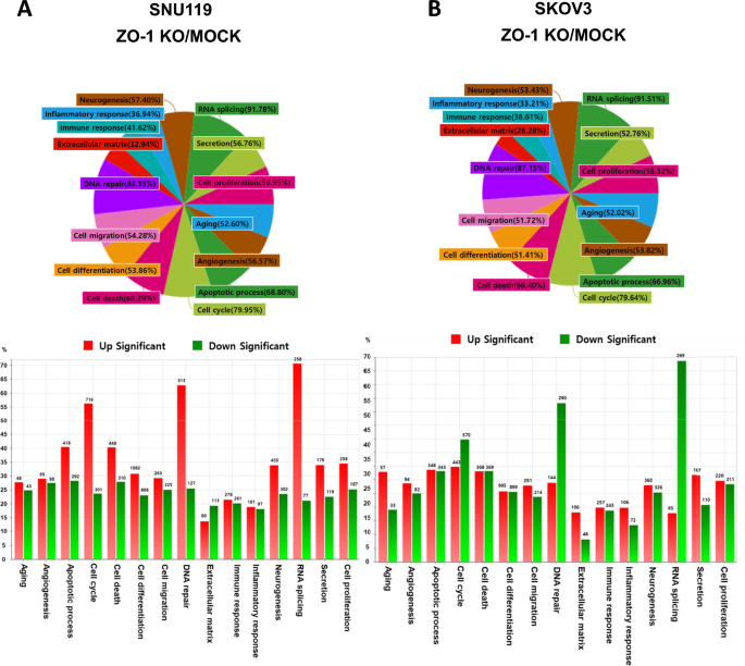 Transcriptomic analysis of zonula occludens-1 (ZO-1) knockout in ovarian cancer cell lines