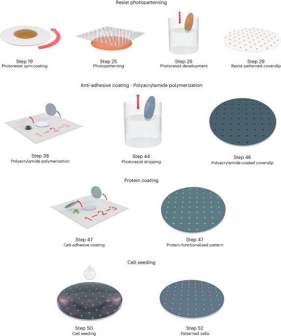 Flexible high-resolution ECM micropatterning