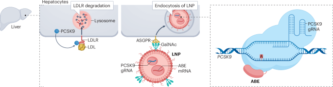 Base editing and silencing of PCSK9 shows clinical promise in humans