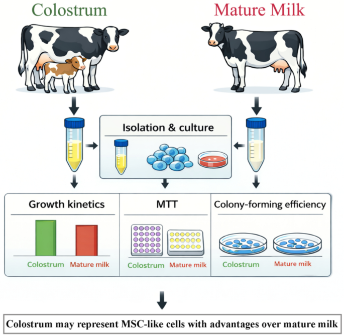 The stem cell potential of bovine milk: a comparative study of colostrum and mature milk