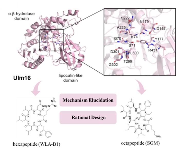 Exploring the Biosynthesis of Cyclic Peptide Catalyzed by the PBP-Type Thioesterase Ulm16