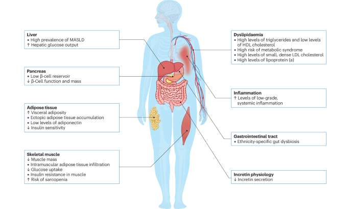 Clinical obesity in Asian people: bridging the gap between adiposity and disease