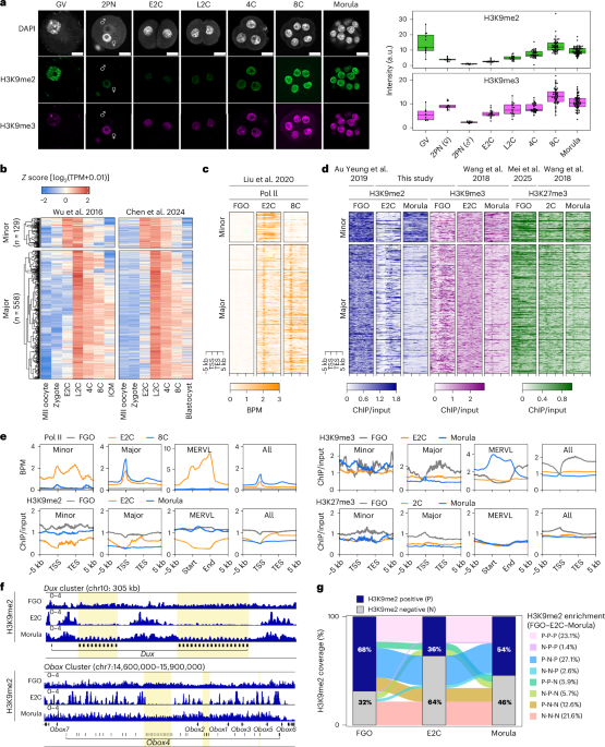 Dynamic regulation of H3K9 dimethylation drives mouse minor zygotic genome activation