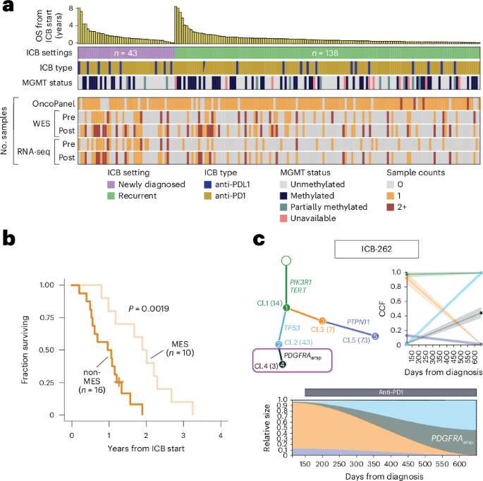 Mesenchymal tumor features predict response to immune-checkpoint blockade in glioblastoma