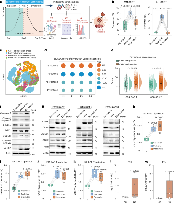 Iron-mediated ferroptosis impairs CAR-T cell function and antitumor efficacy