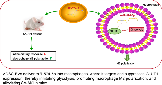 Adipose-derived mesenchymal stem cell-derived extracellular vesicles reduce glycolysis and polarize macrophages toward M2 phenotype in sepsis-associated acute kidney injury via the miR-574-5p/GLUT1 axis