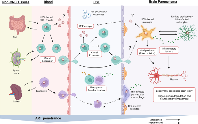 HIV Reservoirs in Brain parenchyma and Cerebrospinal Fluid During Suppressive ART: Same-Same or Very Different?