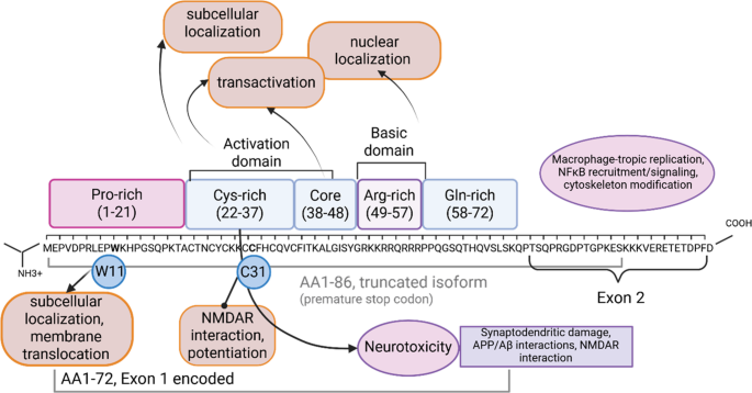 HIV-1 Tat-driven Glutamate Dysregulation: Implications for Cognitive Impairment in HAND