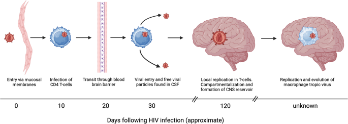 Central Nervous System HIV Persistence and Clinical Consequences During Suppressive ART