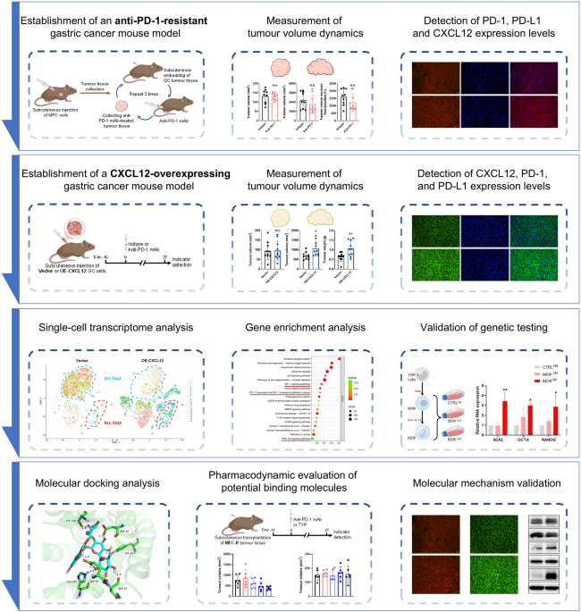 CXCL12 upregulates PD-L1 expression and promotes M2 polarisation of tumour-associated macrophages to confer anti-PD-1 resistance in gastric cancer
